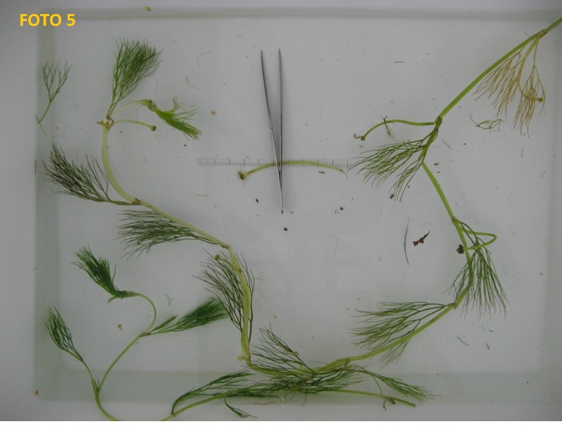 Ranunculus da determinare